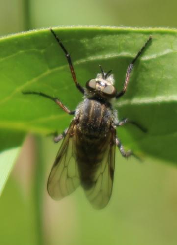 Thereva sp.